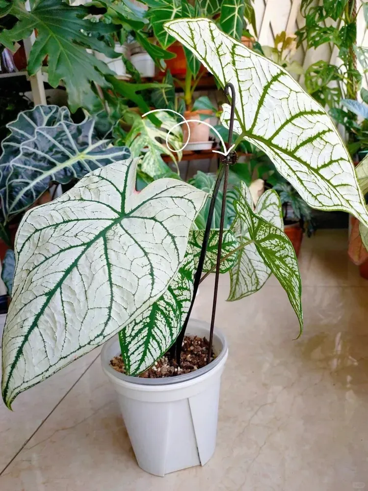 Caladium supported by a thin stake inserted into the potting mix, allowing drooping leaves to lean and grow upward