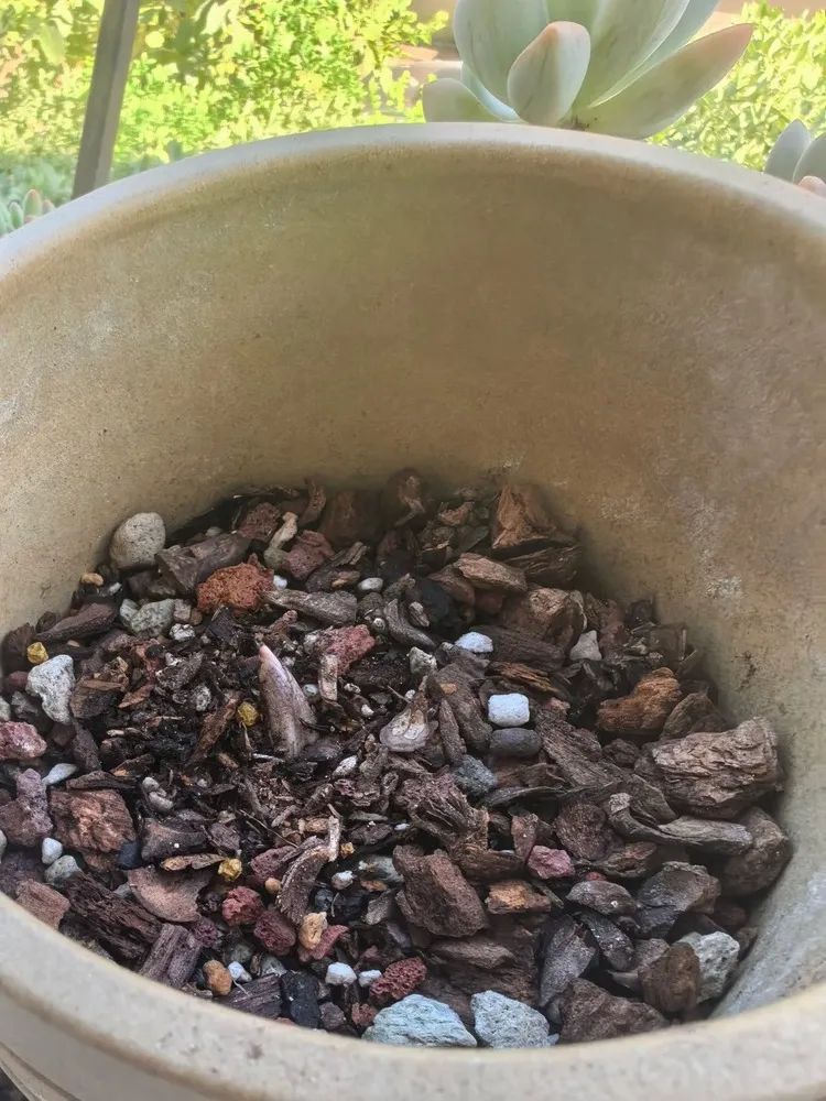 Caladium bulb planted in a small pot with airy substrate made of bark and mineral components