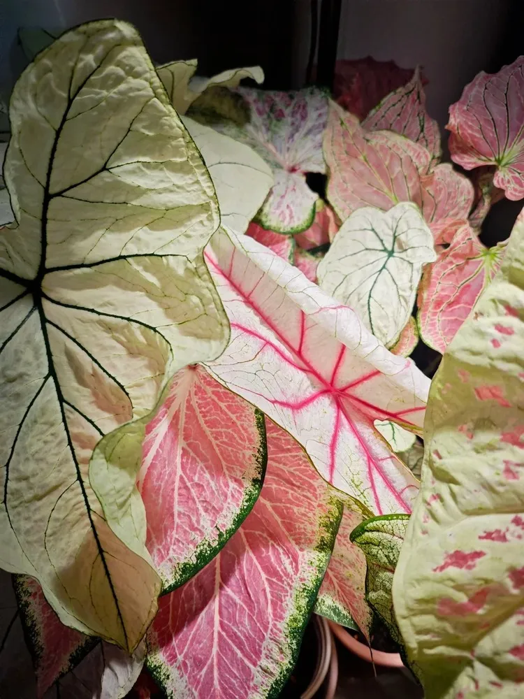 What Actually Keeps My Caladiums Upright Indoors 2