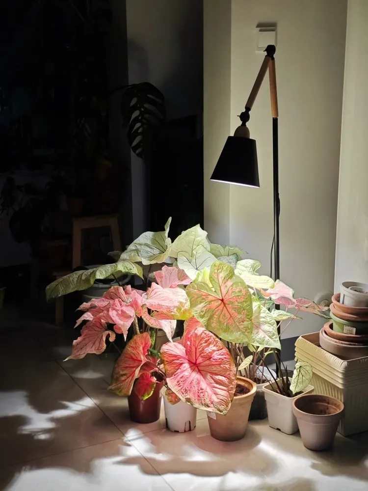 What Actually Keeps My Caladiums Upright Indoors