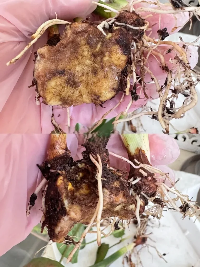 Close-up of a caladium tuber with extensive rot and damaged roots, showing advanced tuber decay