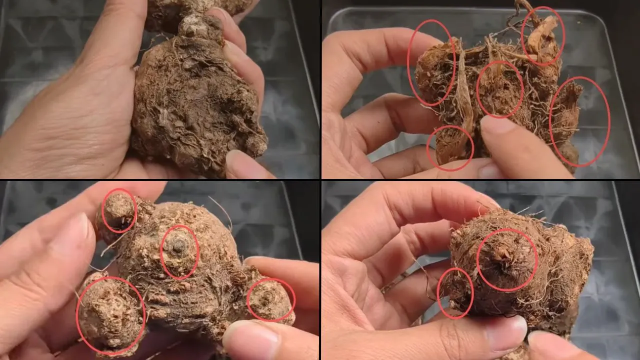 Which Way Up to Plant Caladium Bulbs (Real Examples That Make It Obvious)