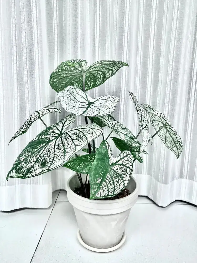 White Christmas Caladium: What I Learned After Cutting It Back and Letting It Sunbathe 5 White Christmas caladium growing steadily with upright stems and fully developed white leaves after sustained sun exposure