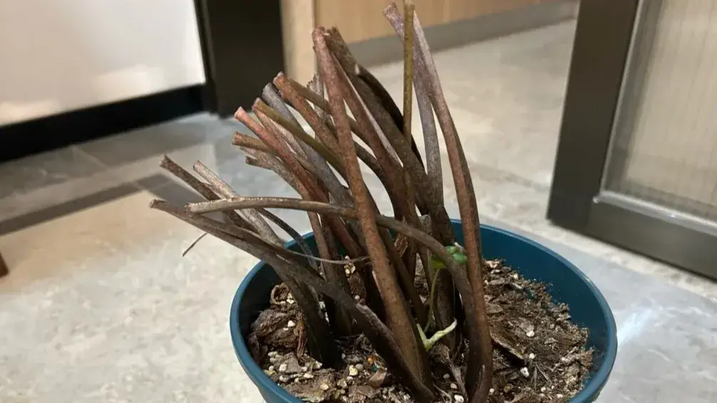 White Christmas Caladium: What I Learned After Cutting It Back and Letting It Sunbathe 2 White Christmas caladium cut back with only stems left, after older leaves collapsed and before new growth emerged