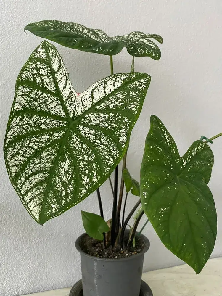 White Christmas Caladium – New Growth Turning Green After Cut Back