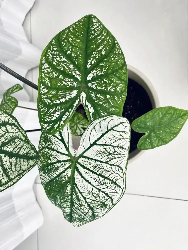 White Christmas Caladium: What I Learned After Cutting It Back and Letting It Sunbathe 4 White Christmas caladium new leaves showing mostly green color before increased sun exposure