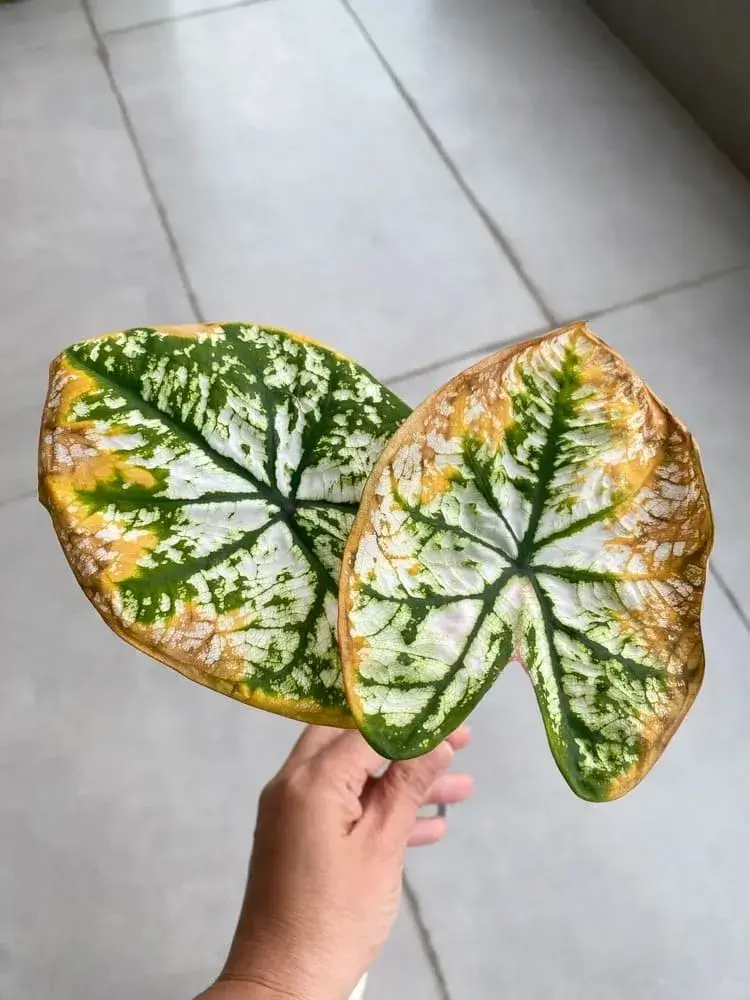 White Christmas Caladium: What I Learned After Cutting It Back and Letting It Sunbathe 7 White Christmas caladium older leaves showing yellowing and browning edges during natural leaf decline