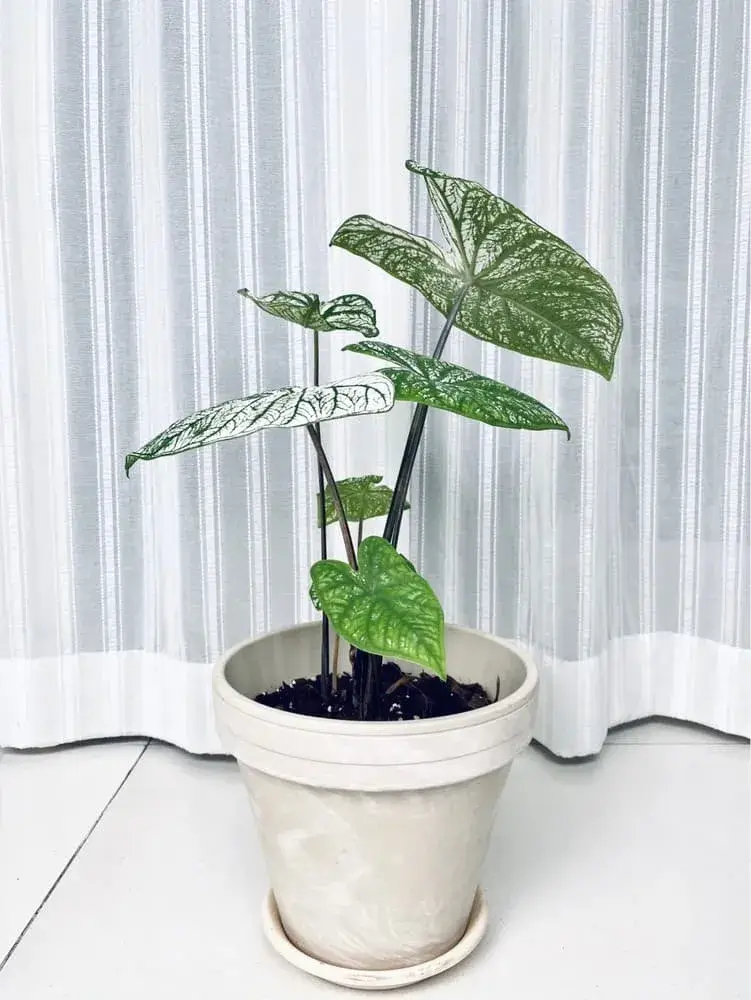 White Christmas Caladium: What I Learned After Cutting It Back and Letting It Sunbathe 1 White Christmas caladium just after arrival, with pale green leaves and early white pattern before full sun exposure
