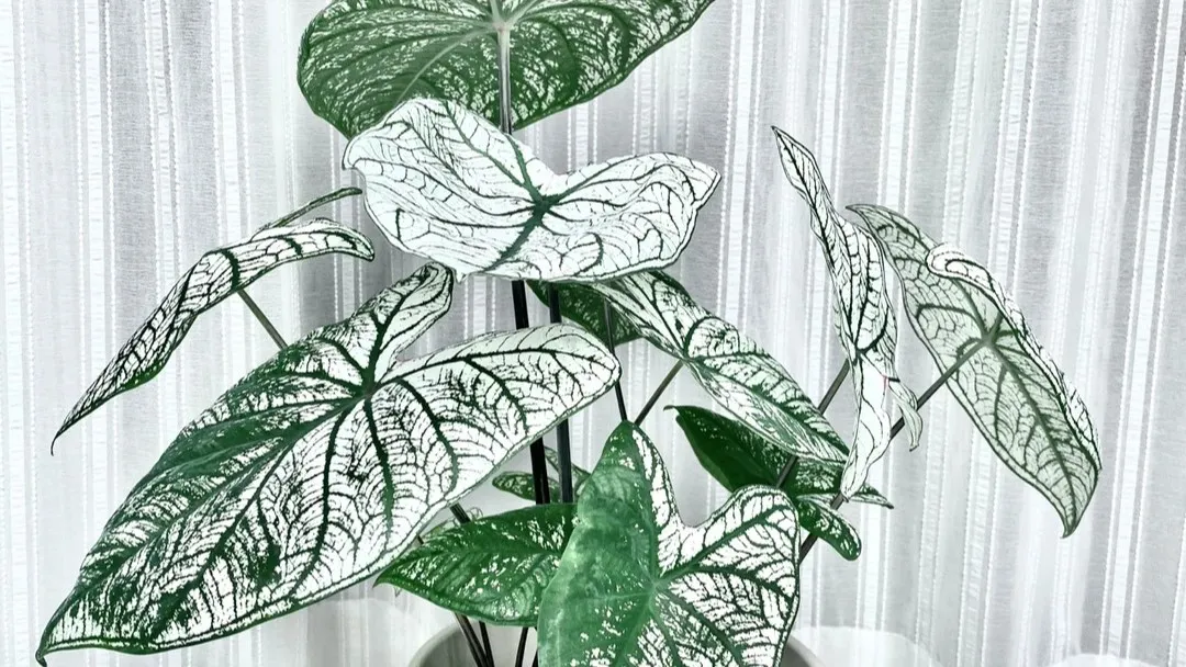 White Christmas Caladium What I Learned After Cutting It Back and Letting It Sunbathe