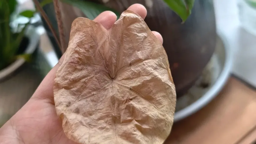 Why My Caladium Leaves Turn Yellow — and When I Finally Stopped Fixing Them