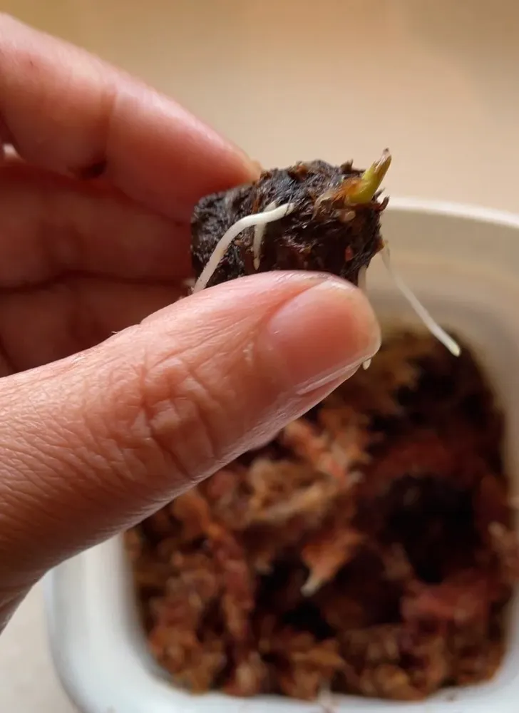 Why This Worked: What Caladium Bulbs Actually Need to Sprout