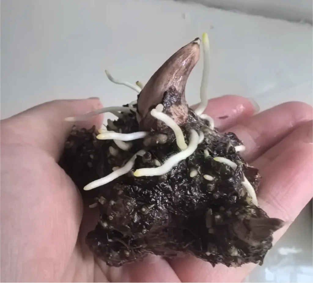 Within three to four days, small white roots appeared.