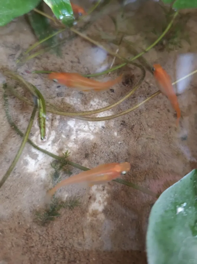A Leaf Fell Into My Fish Tank