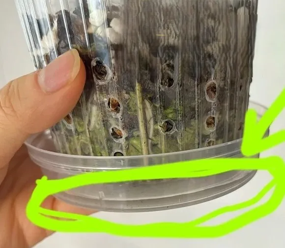 bottom watering caladium bulbs by letting the pot absorb water from a tray