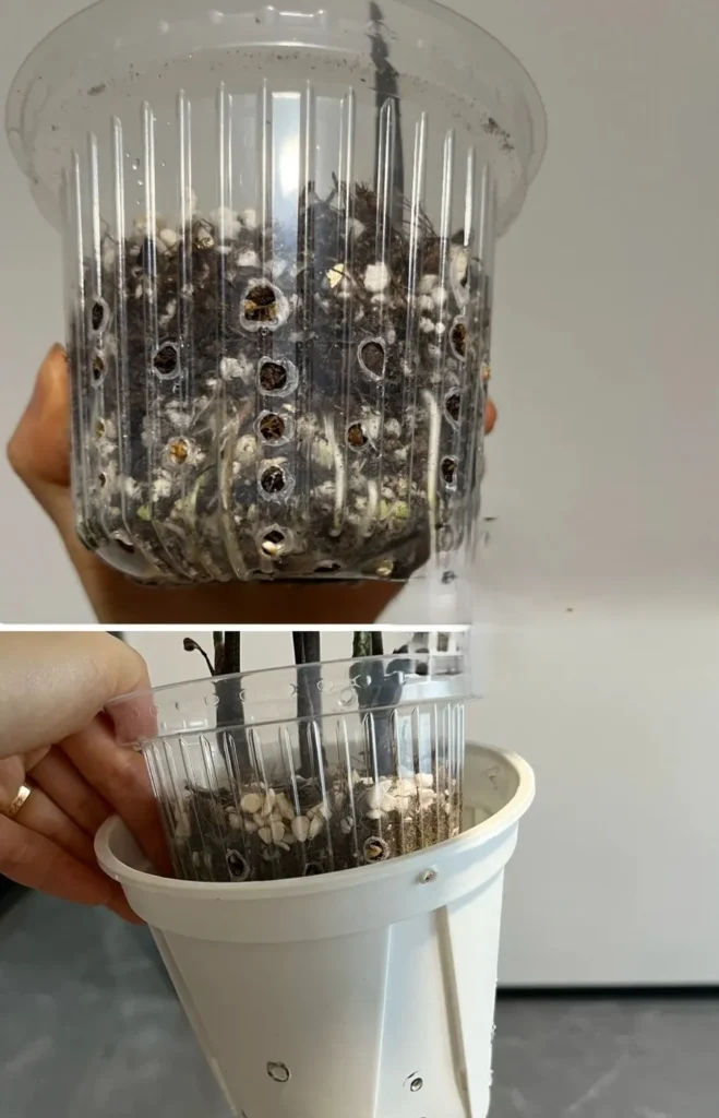 sprouted caladium bulb grown in a clear pot placed inside an outer pot for light protection