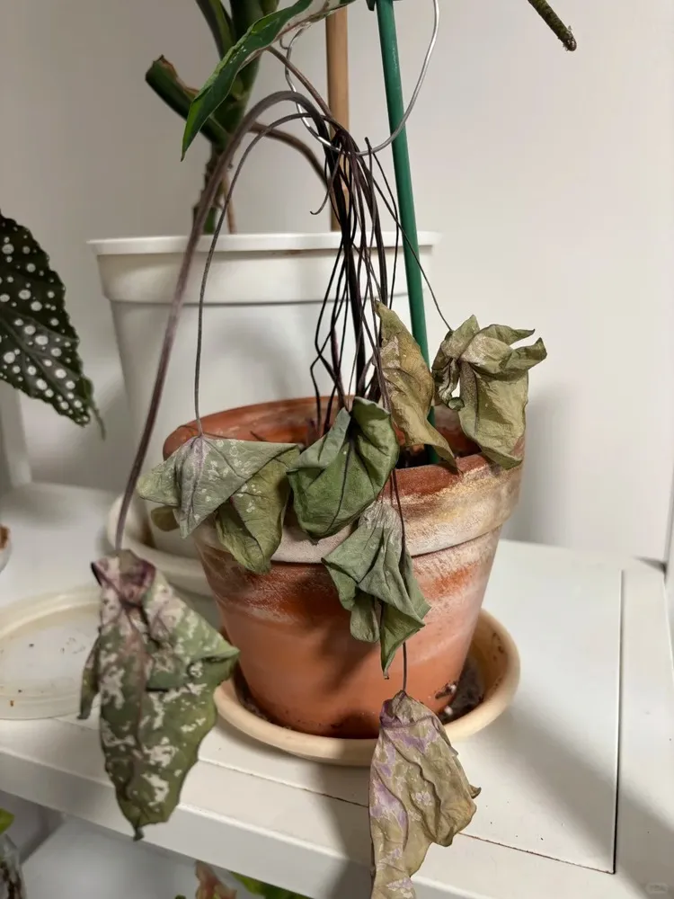 Potted caladium with drooping stems and shriveled leaves indoors during early winter dormancy.