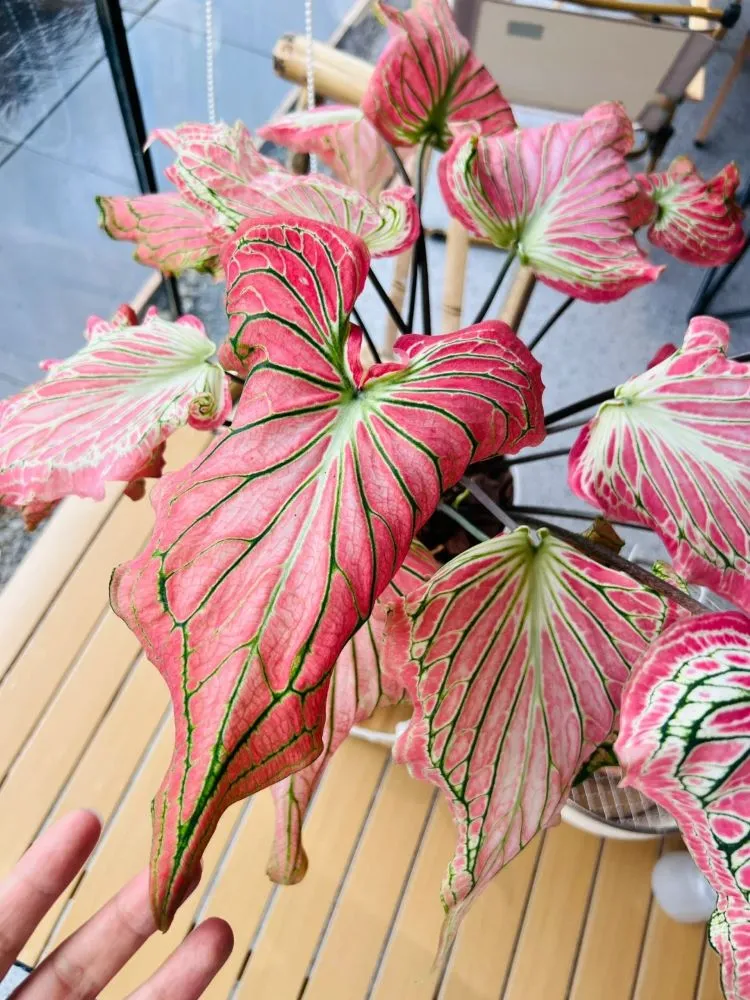 Caladium Leaves Curling Down — Is It a Problem