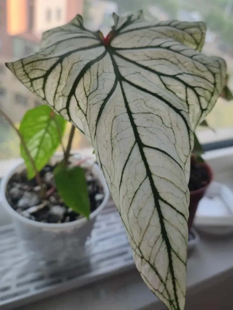 Caladium Leaves Curling Down — Is It a Problem
