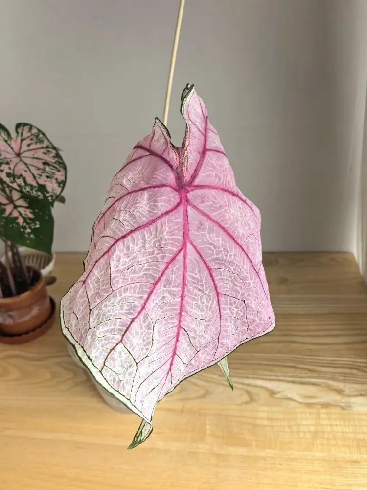 Caladium Leaves Curling Down — Is It a Problem