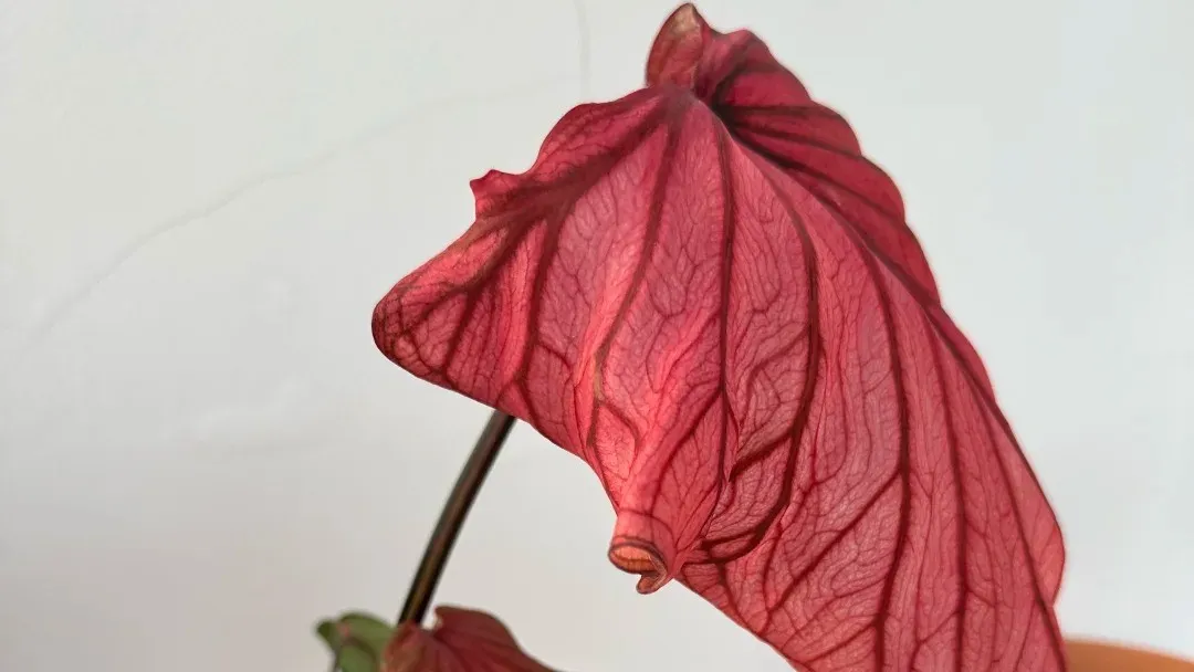 Caladium Leaves Curling Down — Is It a Problem
