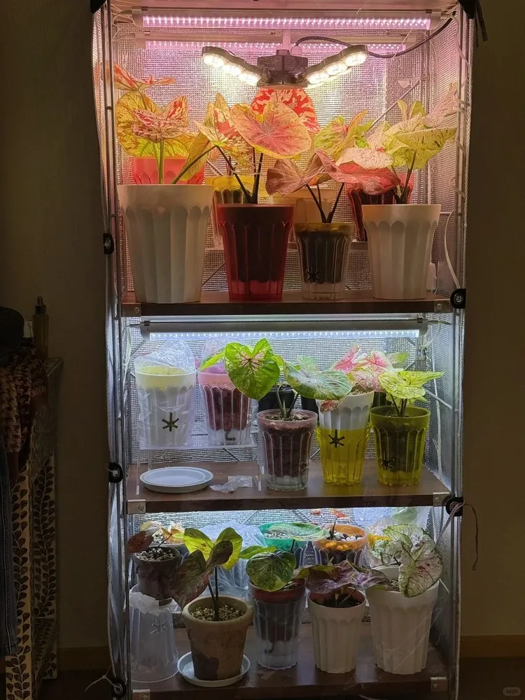 Caladium plants growing inside an insulated shelf cabinet with LED grow lights during winter indoor overwintering attempt.