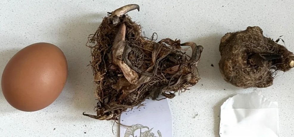 Choosing Caladium Bulbs Size Matters More Than Variety