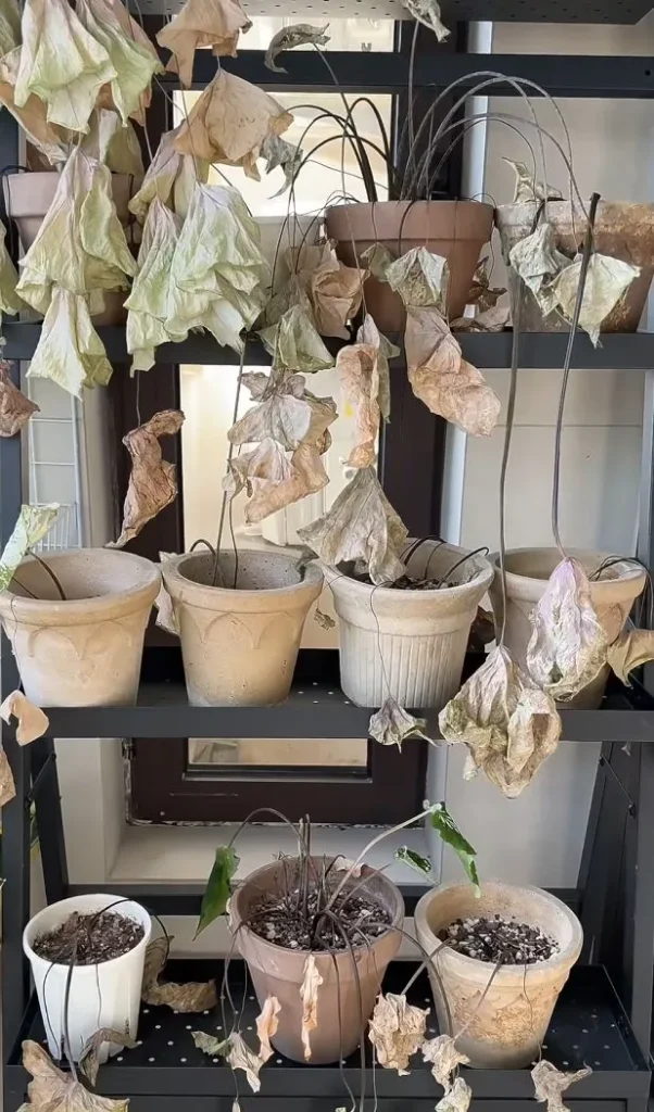 First — Wait Until the Plant Is Truly Dormant