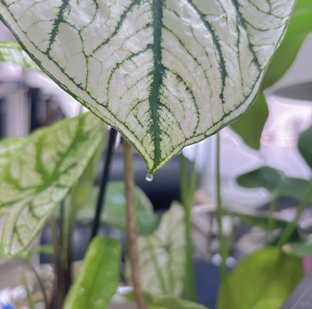 Guttation Causing Skin Irritation 2 1