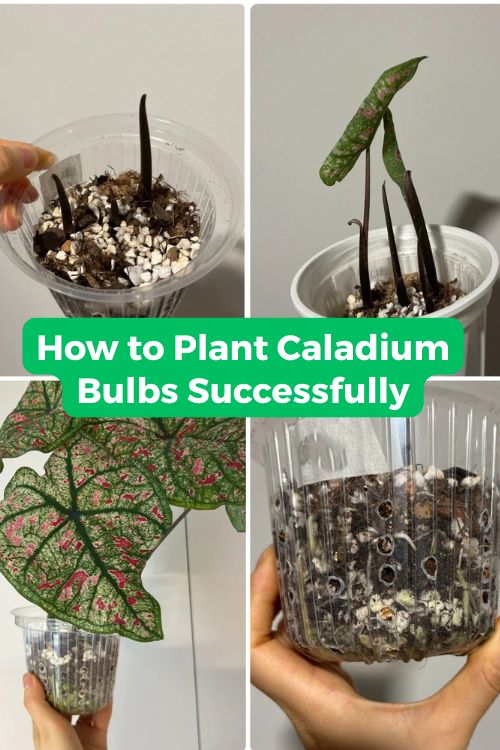 How to Plant Caladium Bulbs Successfully (What Most Guides Get Wrong)