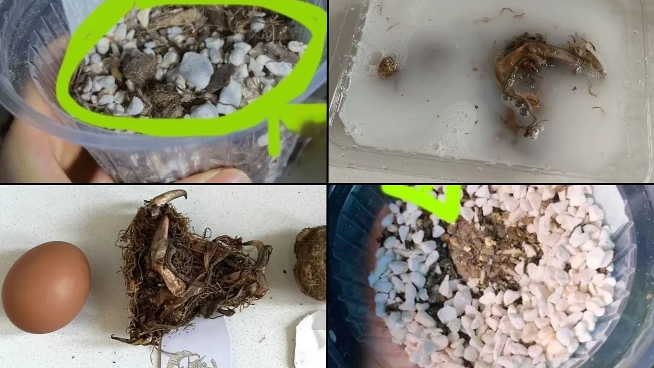 How to Plant Caladium Bulbs Successfully (What Most Guides Get Wrong)
