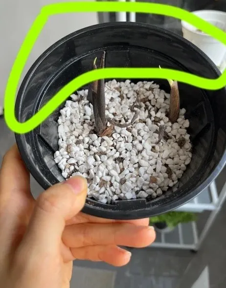 How to Plant Caladium Bulbs in Pots