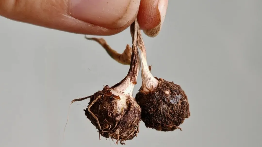 How to Store Caladium Bulbs the Right Way (2 Methods That Actually Work)