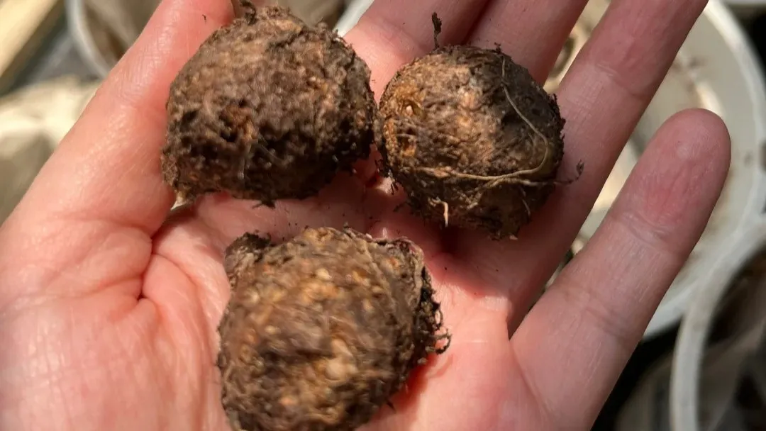How to Winter Over Caladiums Indoors (Even If Your House Is Still Warm)