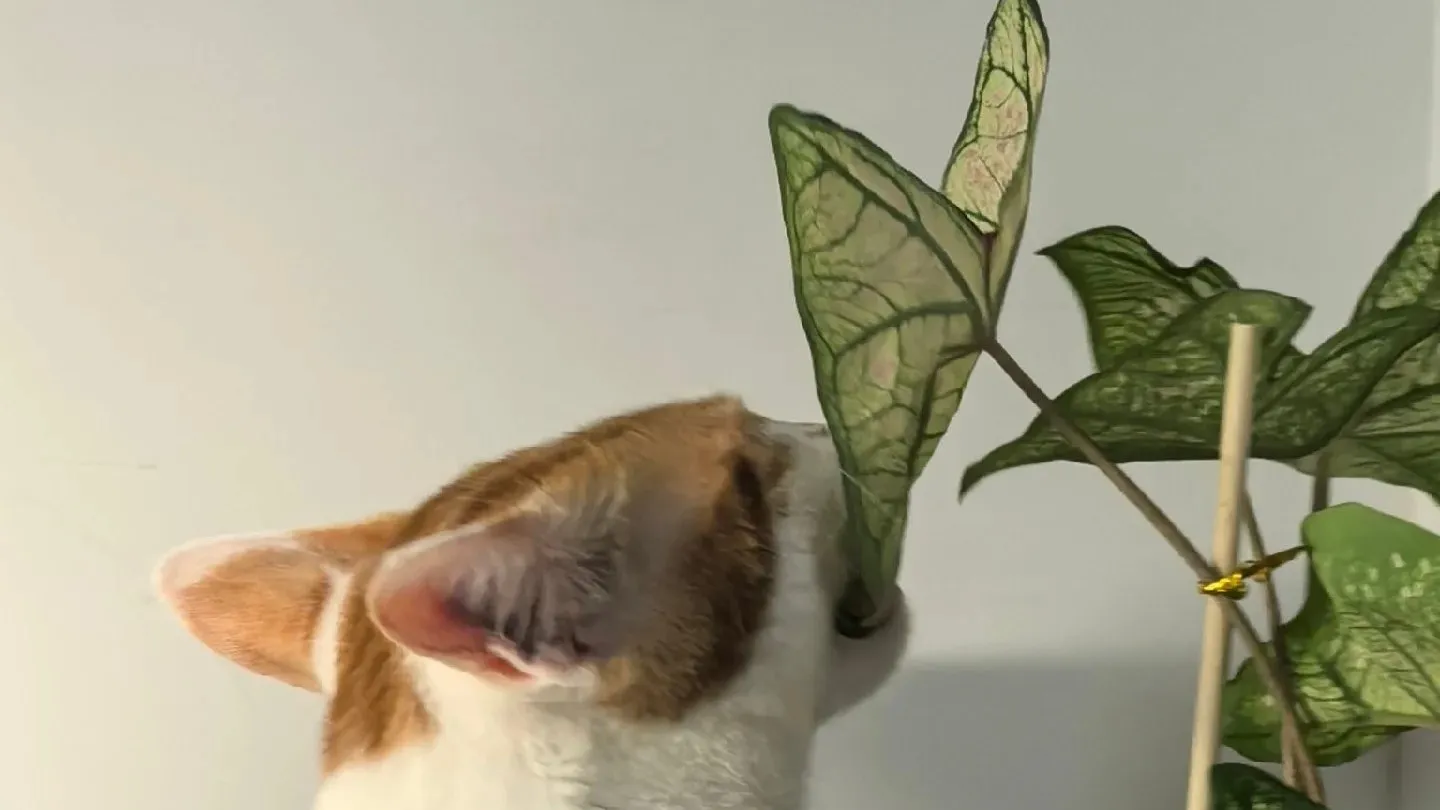 Is Caladium Toxic What I Learned After It Killed My Fish