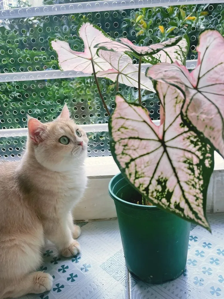 Is Caladium Toxic to Pets