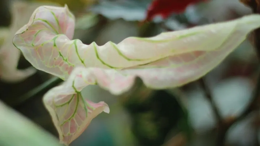 New Caladium Leaves Stay Curled and Won’t Open Here’s Why
