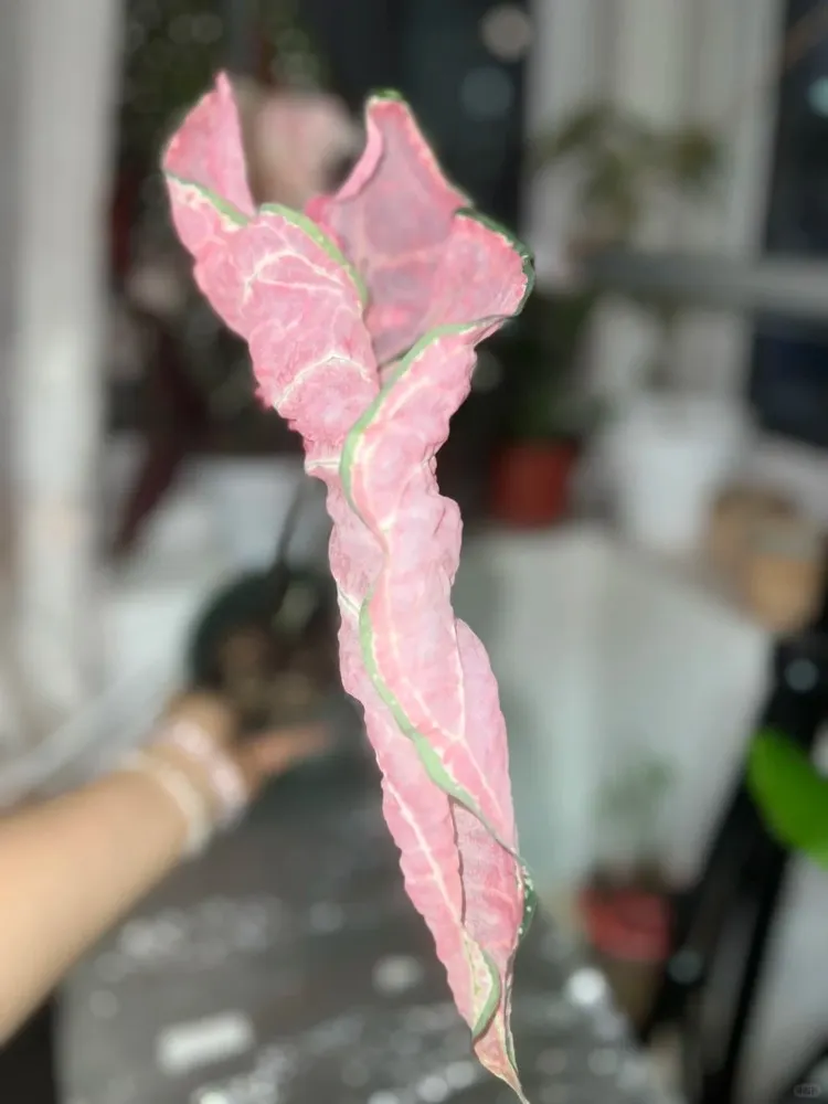 New Caladium Leaves Stay Curled and Won’t Open? Here’s Why 1 New Caladium Leaves Stay Curled and Won’t Open Here’s Why