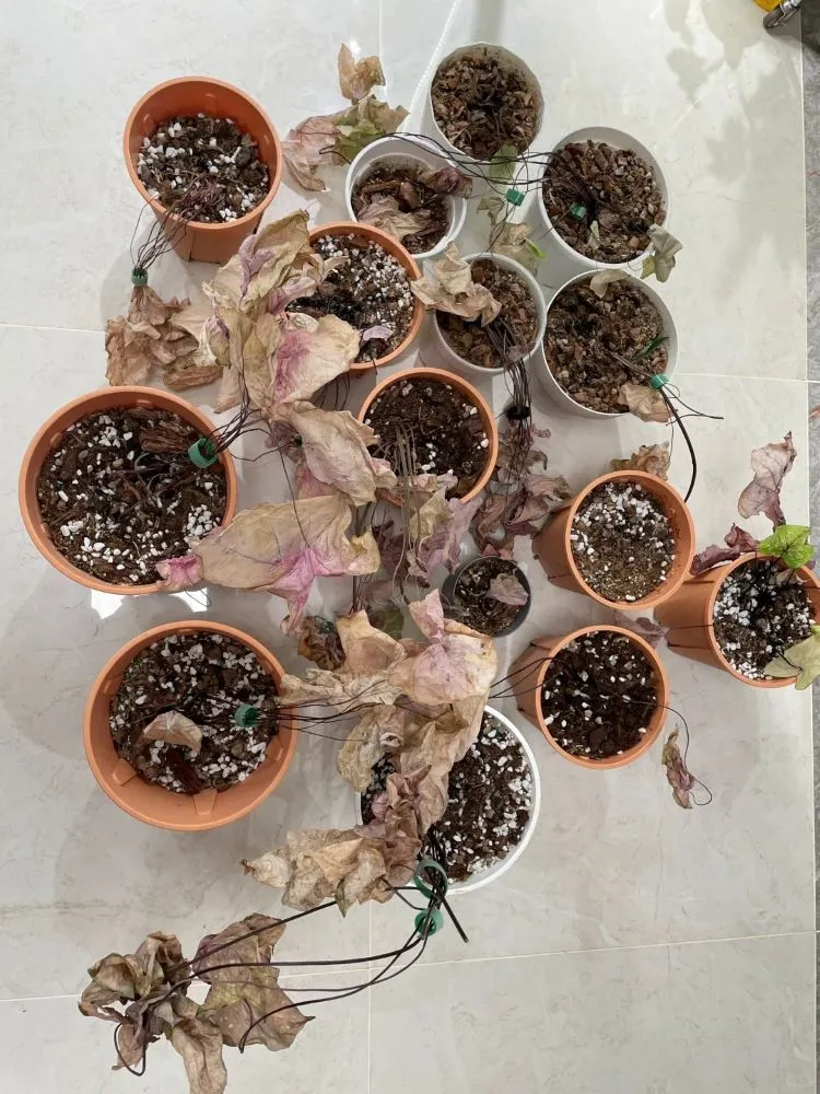 Option 1 — Letting Them Go Dormant in the Pot