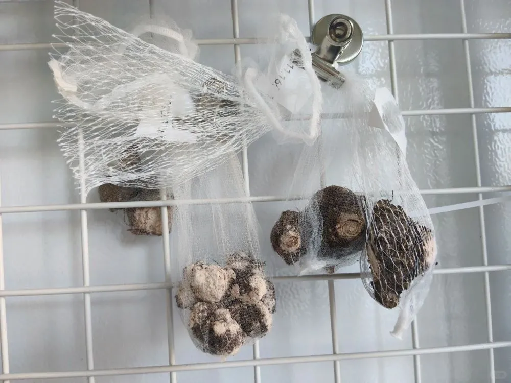 Option 2 — Lifting and Storing the Tubers