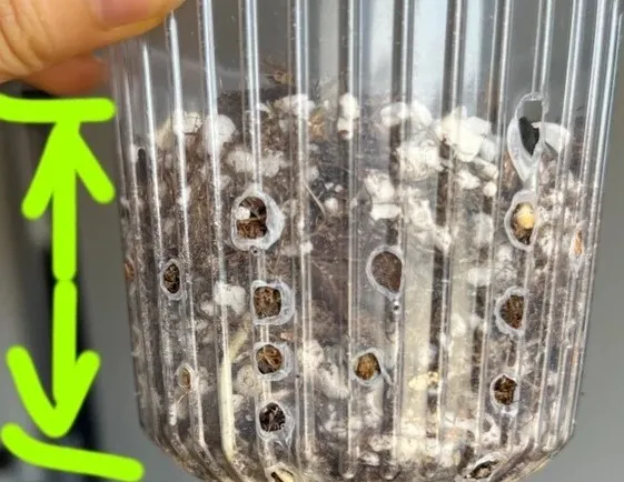 Planting Depth and Orientation