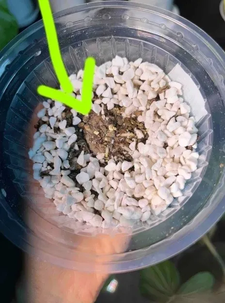 Pot Size Smaller Is Safer