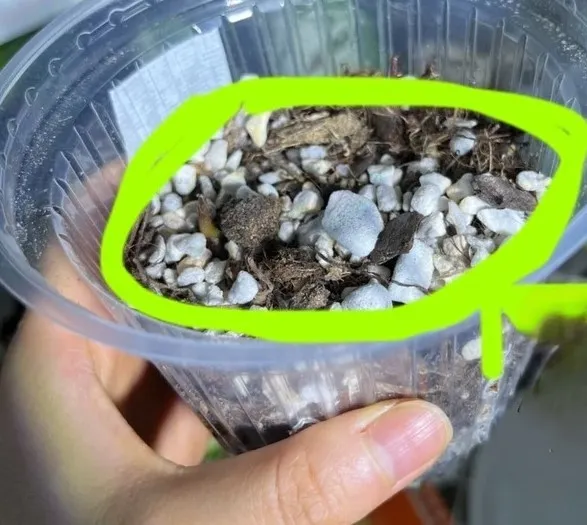 watering caladium bulbs by pouring water along the inner edge of the pot