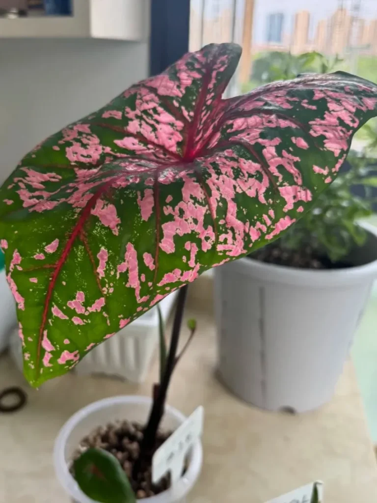 What “Downward Curling” Actually Means in Caladiums