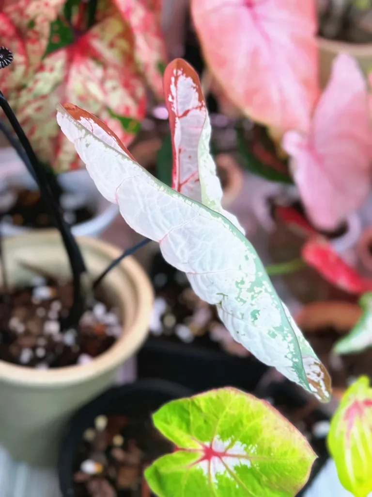 New Caladium Leaves Stay Curled and Won’t Open? Here’s Why 3 When a Caladium Leaf Misses Its Unfurling Window