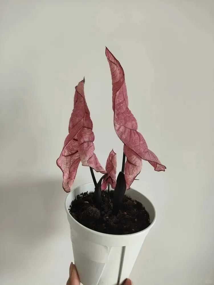 New Caladium Leaves Stay Curled and Won’t Open? Here’s Why 4 When a Caladium Leaf Misses Its Unfurling Window