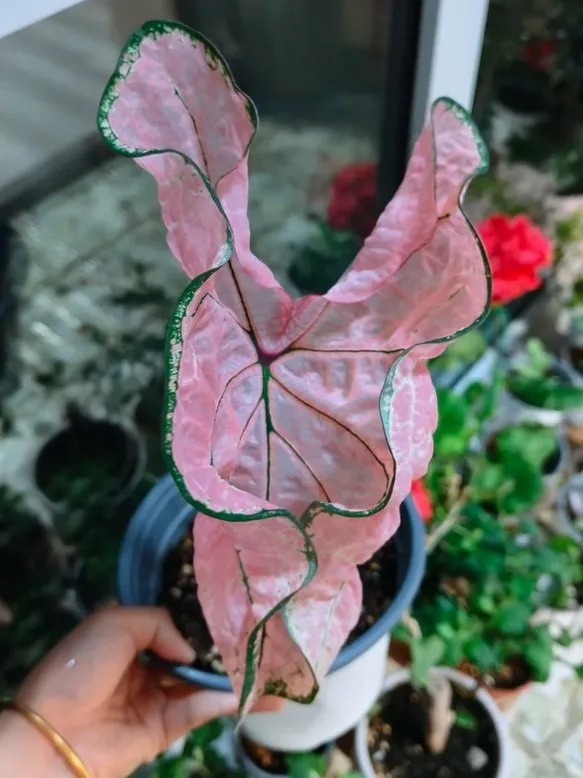 New Caladium Leaves Stay Curled and Won’t Open? Here’s Why 5 When a Caladium Leaf Misses Its Unfurling Window