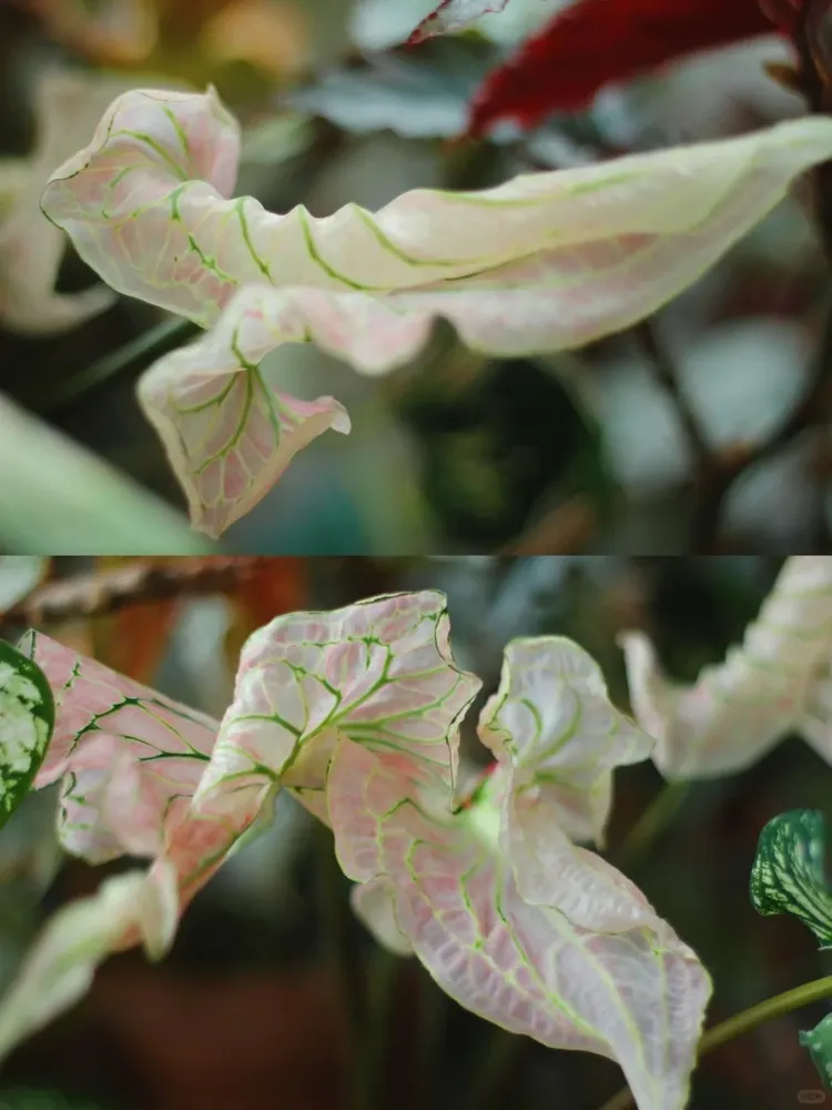 New Caladium Leaves Stay Curled and Won’t Open? Here’s Why 2 When a Caladium Leaf Misses Its Unfurling Window