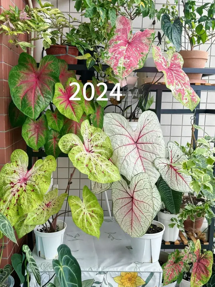 2024 – South Balcony, Stronger Light