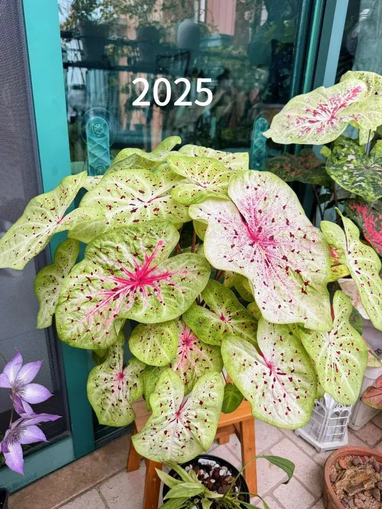 2025 – Repotting and Fertilizer Boost