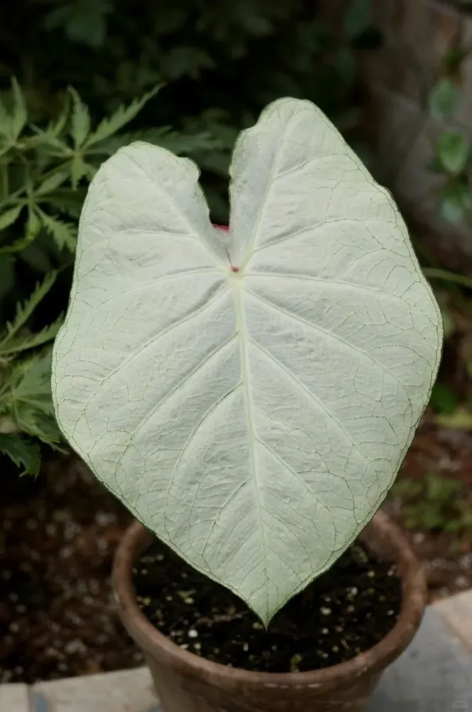 close-up of a mature Florida Moonlight caladium leaf with white surface and fine green edging
